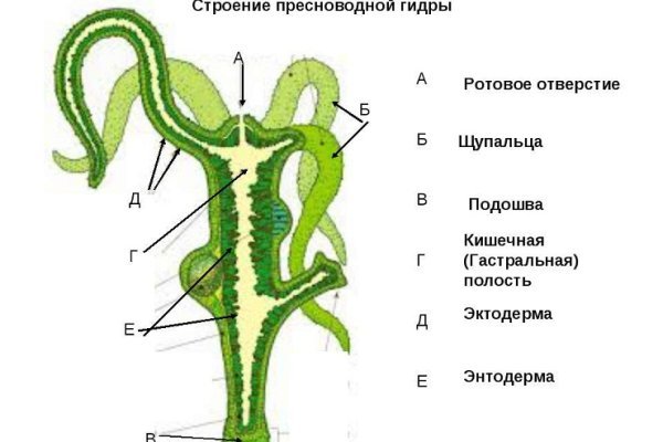 Ссылка на kraken at